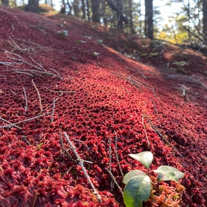 Musgo Sphagnum Rojo: Musgo vivo para terrarios, sustrato para vivarios.