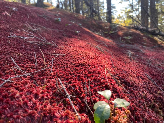 Red Sphagnum Moss: Live Terrarium Moss, Vivarium Substrate Outdoor Grown