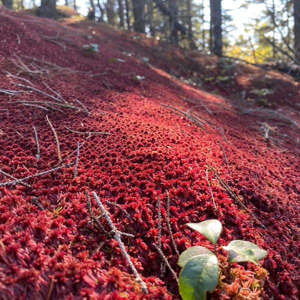Musgo Sphagnum Rojo: Musgo vivo para terrarios, sustrato para vivarios.