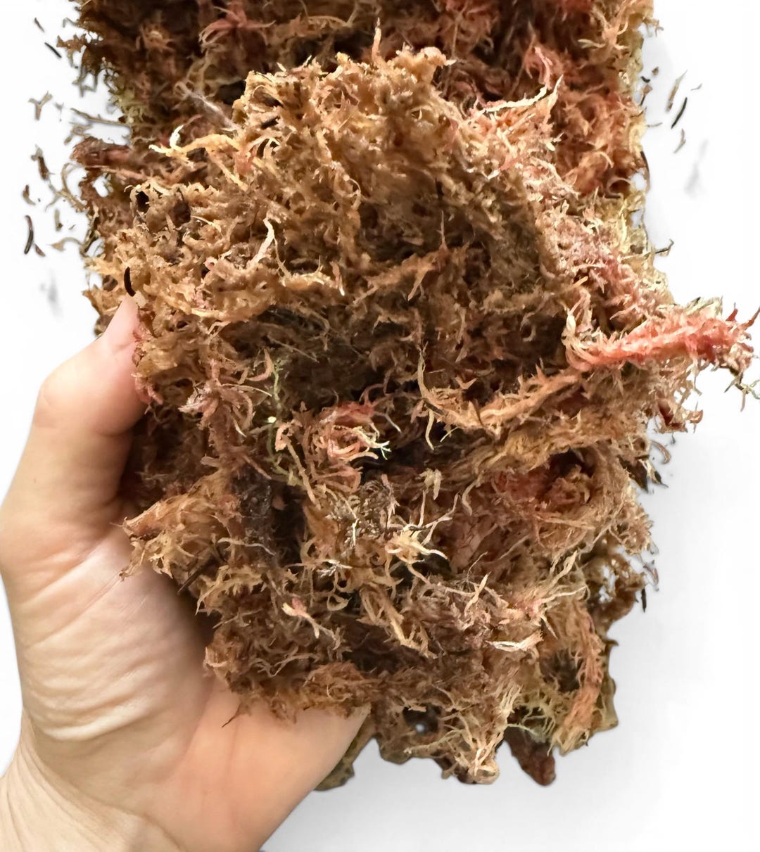 Hydrated Sphagnum Moss: Natural Terrarium Substrate, Potted Plant Top ...