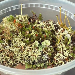 May include: A clear plastic container filled with a variety of mosses, lichens, and small plants. The mosses are primarily green and white, with some brown and red accents. The arrangement appears natural and organic.