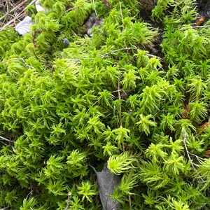 Live Wild Sphagnum Moss, Real Living Wild Natural Substrate for Terrariums, Vivariums, Fairy Gardens, Landscaping Light Green Lime Colored