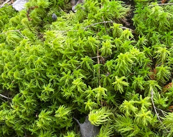 Live Wild Sphagnum Moss, Real Living Wild Natural Substrate for Terrariums, Vivariums, Fairy Gardens, Landscaping Light Green Lime Colored