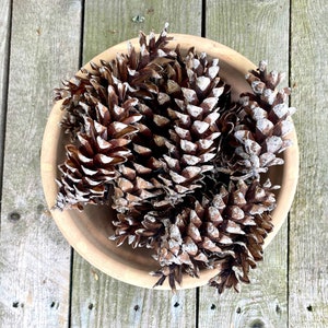 Fresh Pine Cones for Crafts or Decorating. White Pine, 4 and Larger 