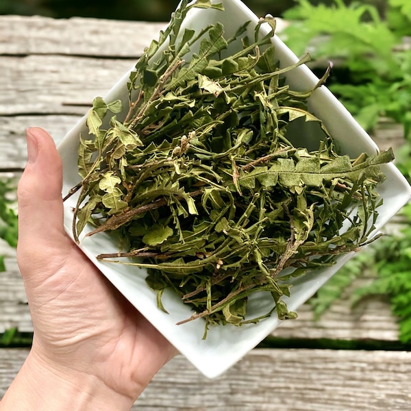 SOLD OUT - Wild Sweet Fern - tea dried wild herb plant sweetfern floral organic natural herbal herbs ingredient medicinal beverage comptonia