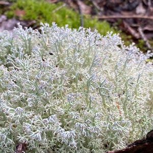 Branched Wild Reindeer Moss - Live Organic Cladonia Lichen Natural Living Spikey Moss Fungus Terrarium Vivarium Mossarium Garden Nature