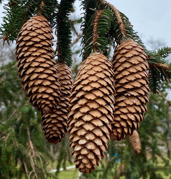 Norway Spruce Pine Cones Chestnut Or Grey Brown Color Etsy Norway Spruce Pine Cones Chestnut Or Grey Brown Color Etsy