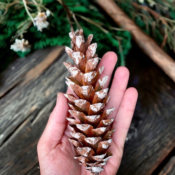 Natural White Tip Pinecones - trees eastern white pine tips holiday Christmas winter wedding decoration nature wreath making