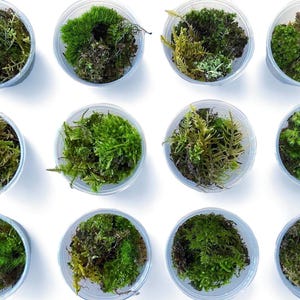 May include: Twelve clear plastic containers filled with different types of green moss. The moss is arranged in a grid pattern.