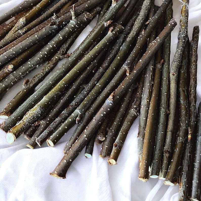 Rustic Birch Craft Sticks - Small Crafting Twigs Cut Stems Natural ...
