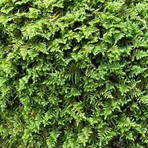 Live Hypnum Imponens Moss - Beautiful Brocade Carpet Sheet Peridot Green Wild Fern Leaf Moss Natural Nature Terrarium Crafts