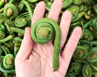 PRE-ORDER Fresh Vermont Fiddleheads - delicious spring harvested New England delicacy - nutritious wild green vegetable - fiddle head ferns