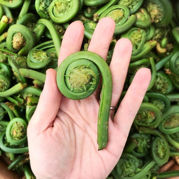 PRE-ORDER Fresh Vermont Fiddleheads - delicious spring harvested New England delicacy - nutritious wild green vegetable - fiddle head ferns