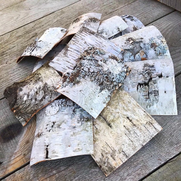 20 Pack 2” Birch Bark Pieces USA Sheet Wild Raw White Paper Birch - Sustainably Harvested - Natural Real Organic Wildcrafted for Crafts