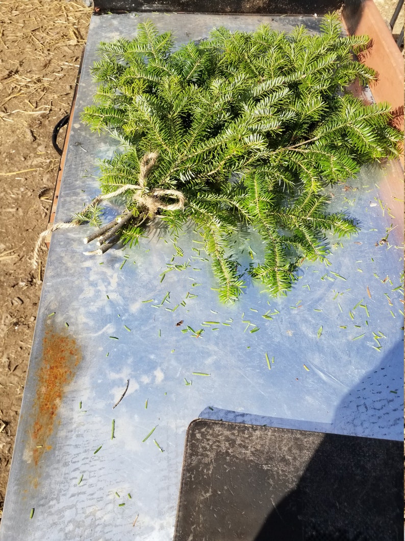Pine boughs fresh cut from fir trees Etsy