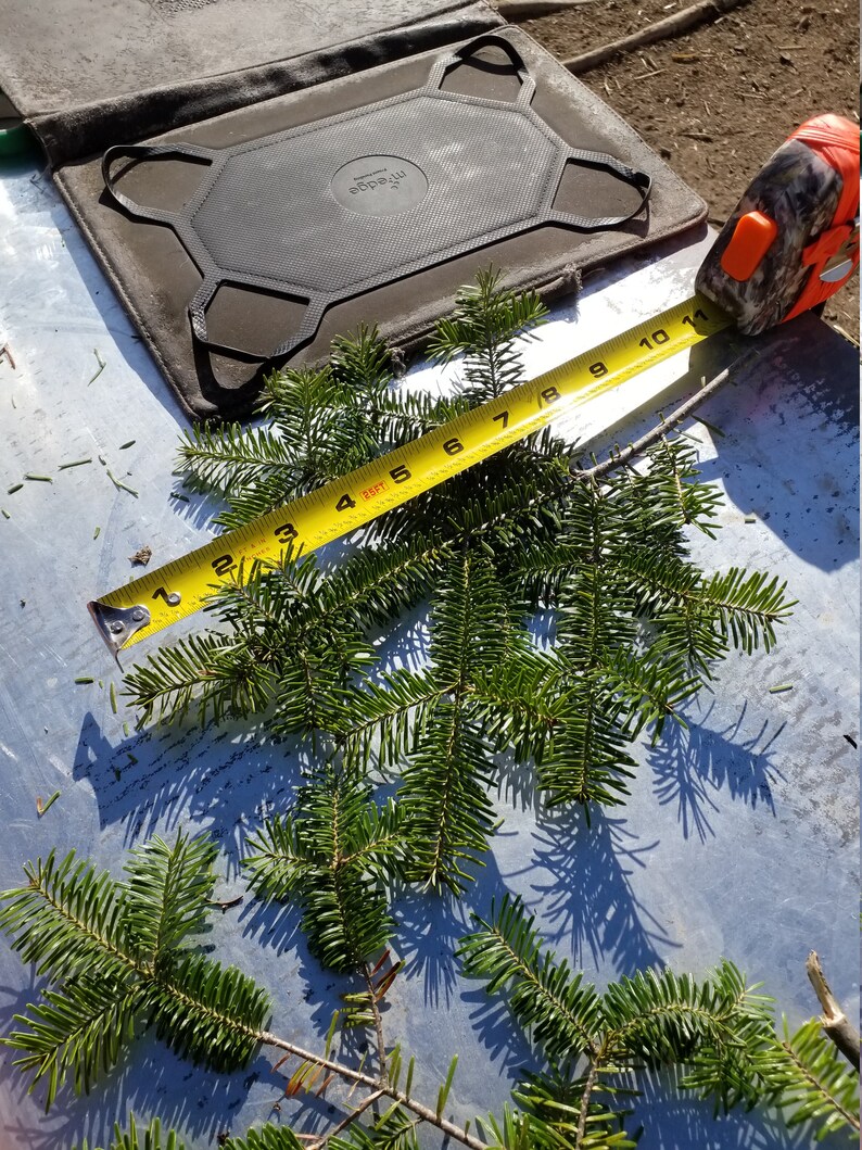 Pine Boughs Fresh Cut From Fir Trees Etsy