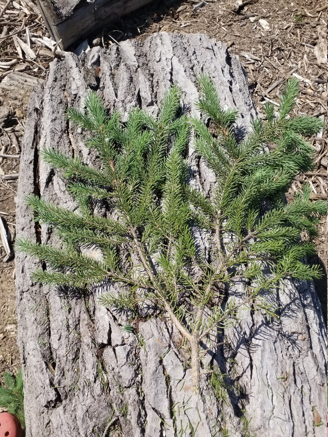 Fresh cut spruce boughs Etsy