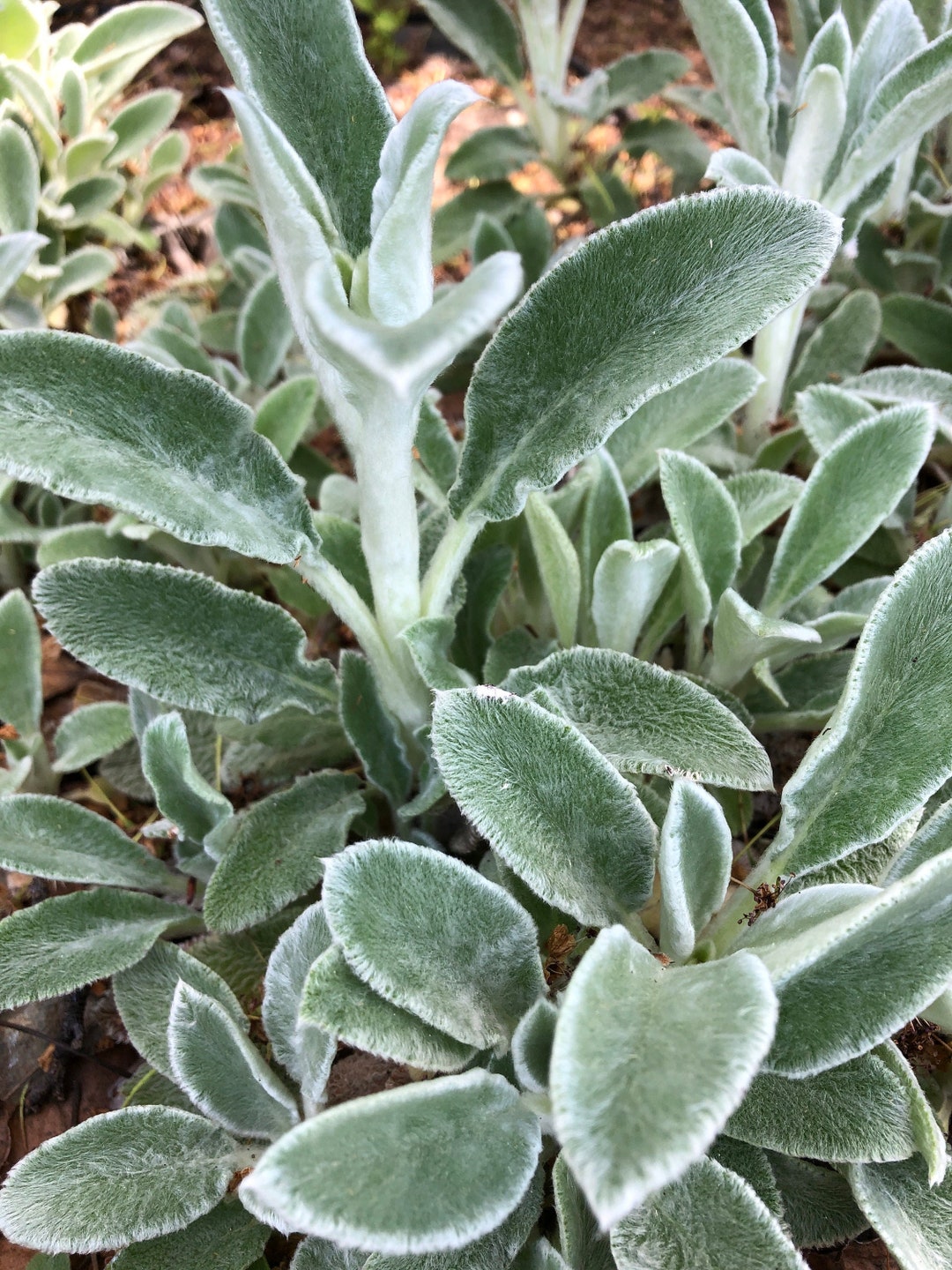 Lamb's Ear Seed Stachys Byzantina Shade Tolerant Etsy