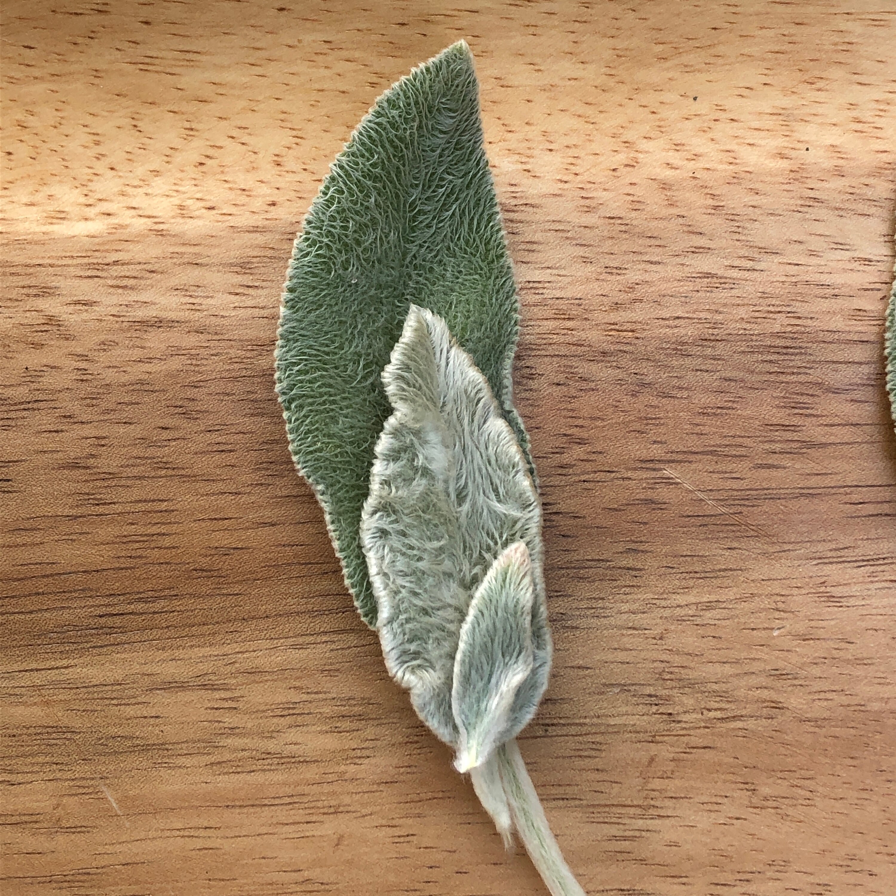 Lamb's Ear Seed Stachys byzantina Shade tolerant Etsy