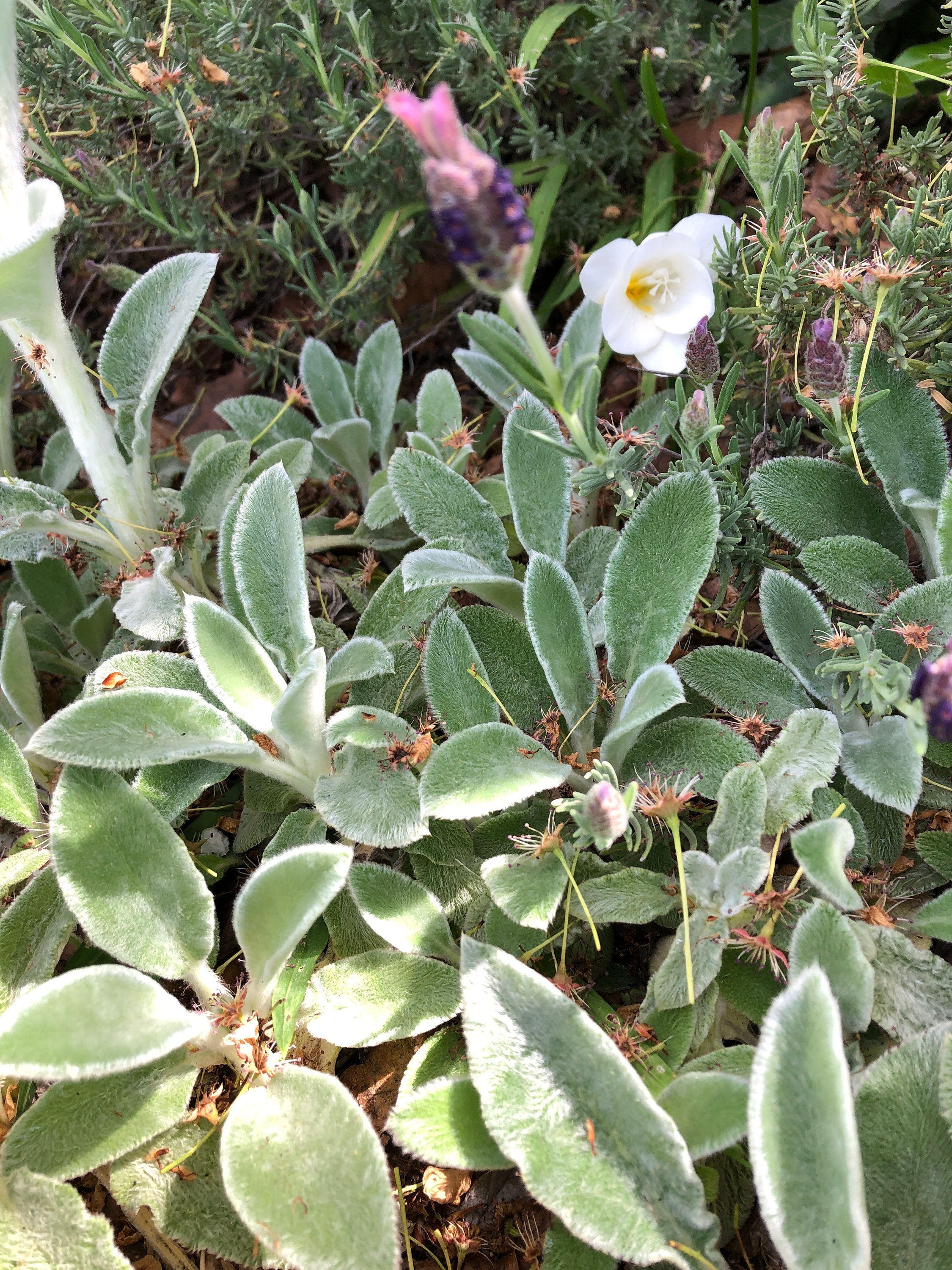 Lamb's Ear Seed Stachys byzantina Shade tolerant Etsy