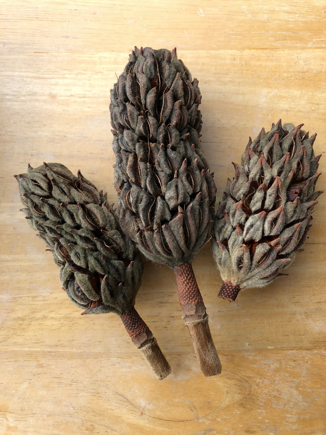 Magnolia Cones 5 Magnolia Seed Pods Natural Dried Decor Etsy
