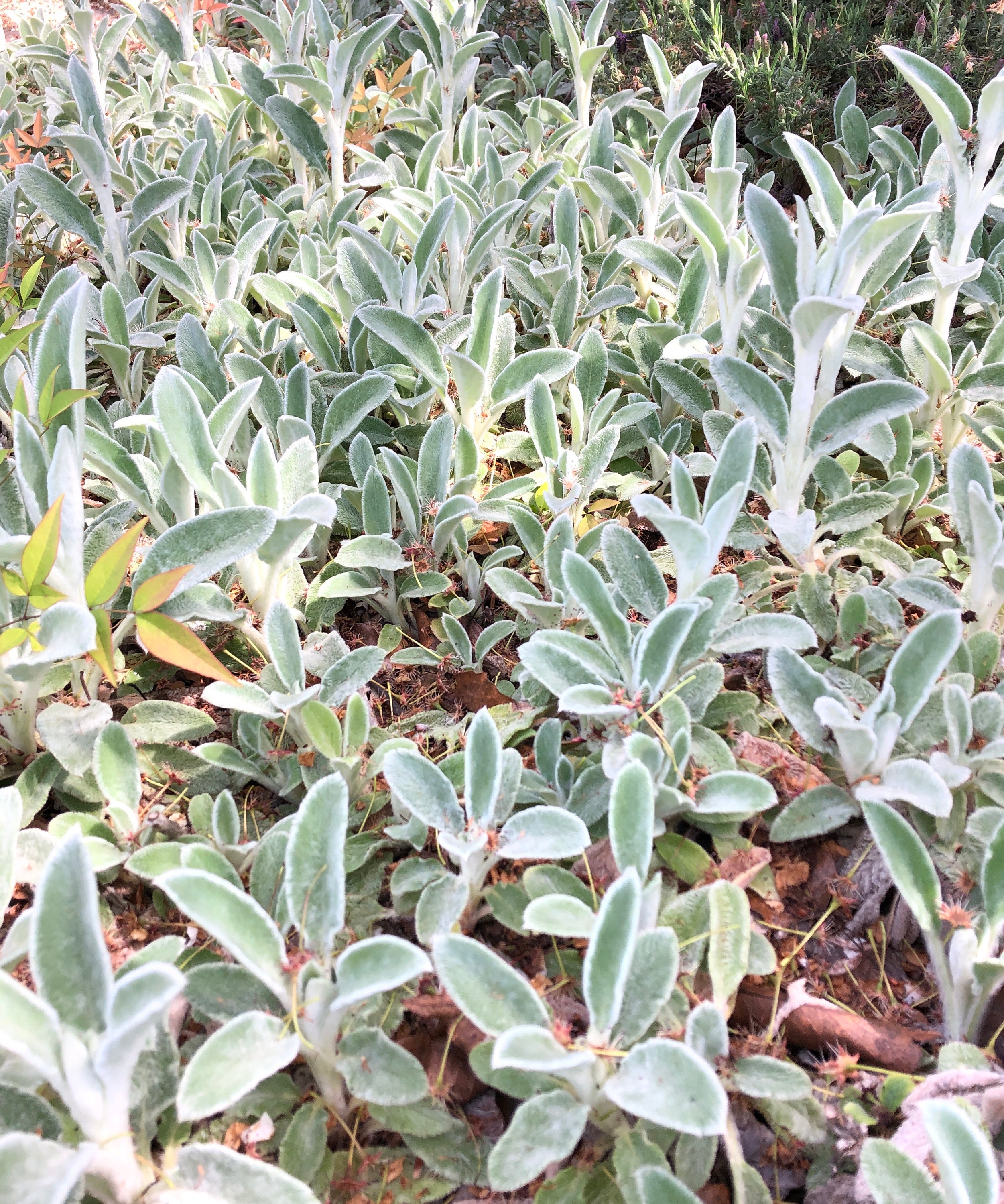 Lamb's Ear Seed Stachys byzantina Shade tolerant Etsy