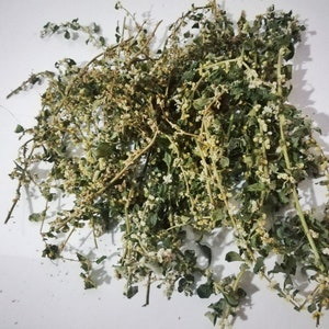 Aerva Lanata, Polpala ,Herbal Tea Natural Polpala, Pol-pala, Mountain Knotgrass , Linn image 4