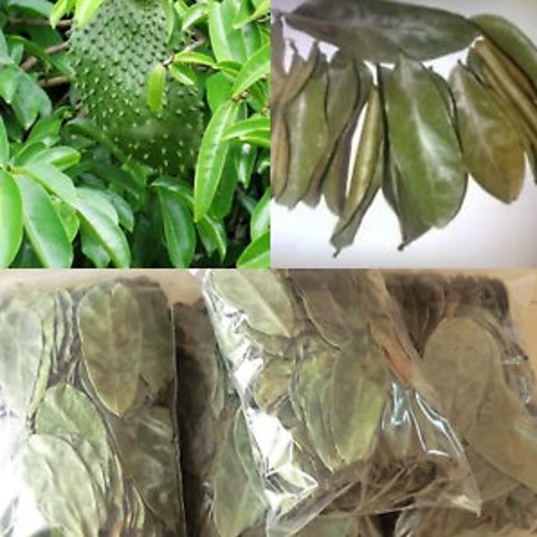 100 foglie secche di soursop/guanabana/graviera - foglie di alta qualità 100% organiche