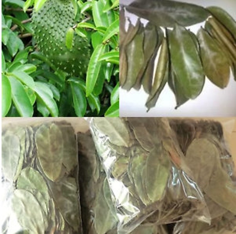 100 Dried Soursop Leaves/ Guanabana /Graviera leaves high quality 100% organic image 1
