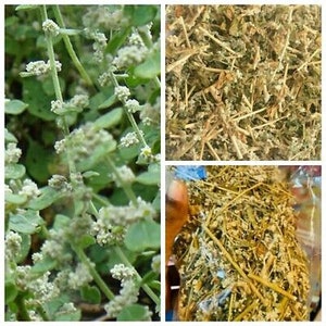 Aerva Lanata, Polpala ,Herbal Tea Natural Polpala, Pol-pala, Mountain Knotgrass , Linn image 7