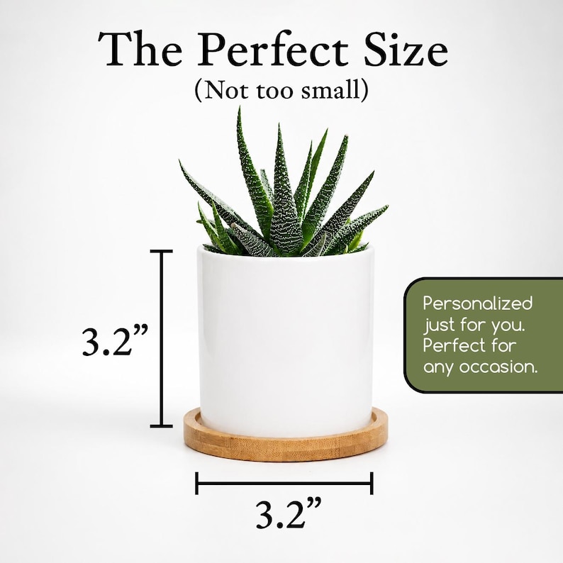 a potted succulent plant with a white ceramic pot and a wooden tray, accompanied by a text overlay providing the dimensions of the pot and the tray.
