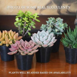 a collection of five potted succulent plants arranged on a wooden surface.