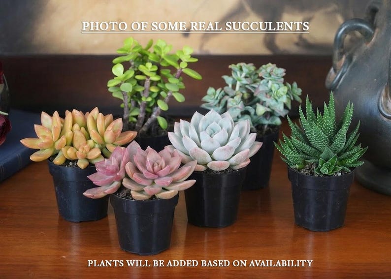 a collection of five potted succulent plants arranged on a wooden surface.