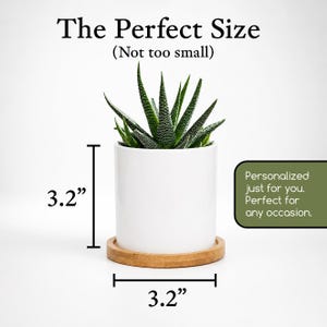 a potted succulent plant with a white ceramic pot and a wooden tray, accompanied by a text overlay providing the dimensions of the pot and the tray.
