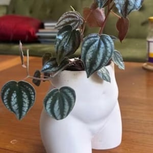 May include: A white ceramic planter shaped like a human torso with a green and silver leafy plant growing inside. The plant is labelled "peachypilea".