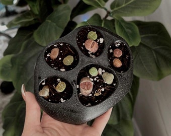 Lithops Paw Planter | Dog Paw Planter | Cat Paw Planter | Sustainable 3D Printed Bioplastic | Succulent Planter | Plant Gifts