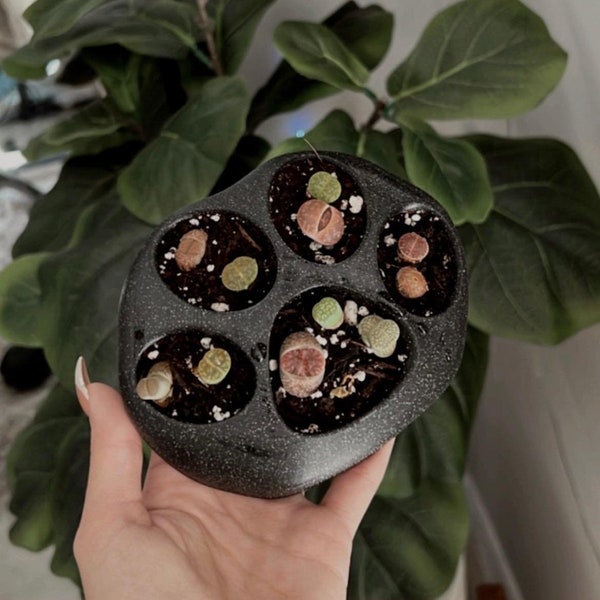 Lithops Paw Planter | Dog Paw Planter | Cat Paw Planter | Sustainable 3D Printed Bioplastic | Succulent Planter | Plant Gifts