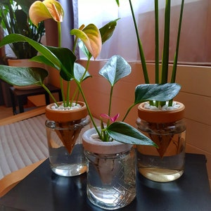 Puede incluir: Tres plantas en macetas en frascos de vidrio. Las plantas tienen hojas verdes y flores coloridas. Los frascos tienen un borde de terracota y un inserto decorativo en forma de cono. Las plantas están dispuestas sobre una superficie oscura.