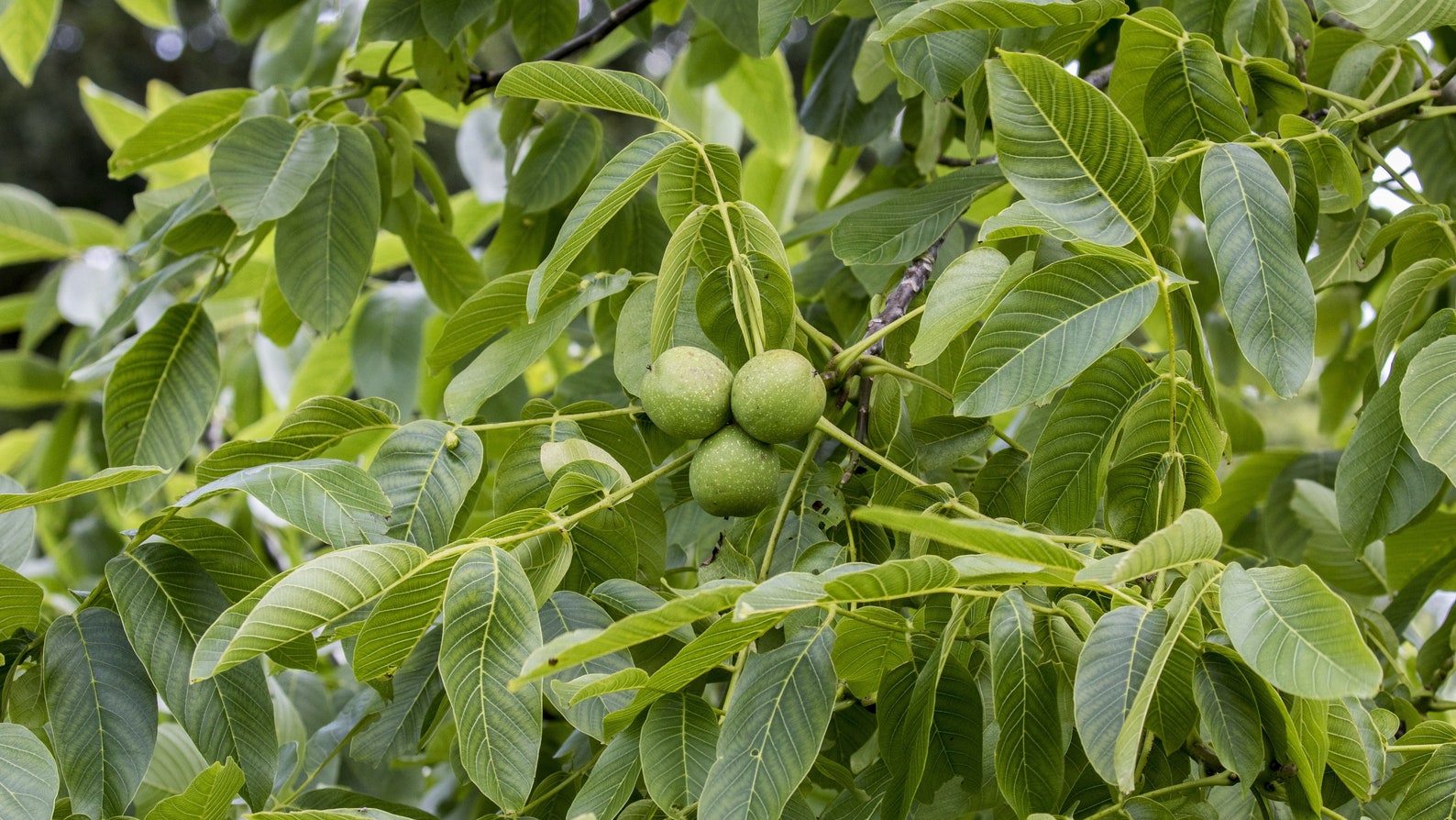 Black Walnut Flower Essence Homeopathic Remedy Energy Protection