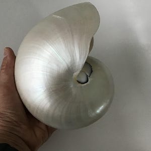 Puede incluir: Una concha de nautilo grande y pulida con una superficie blanca nacarada y lisa. La concha presenta una forma de espiral distintiva con crestas curvas sutiles que irradian desde el centro, mostrando un brillo natural y una cámara abierta.
