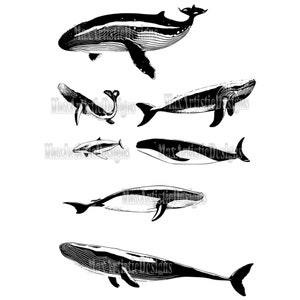 30 Ocean Whales Cnc Clipart Vectors Dxf Svg Eps Blue Whale - Etsy