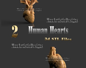 2 corazones humanos en formato 3D STL para impresoras 3D y fresadoras CNC - Descargar