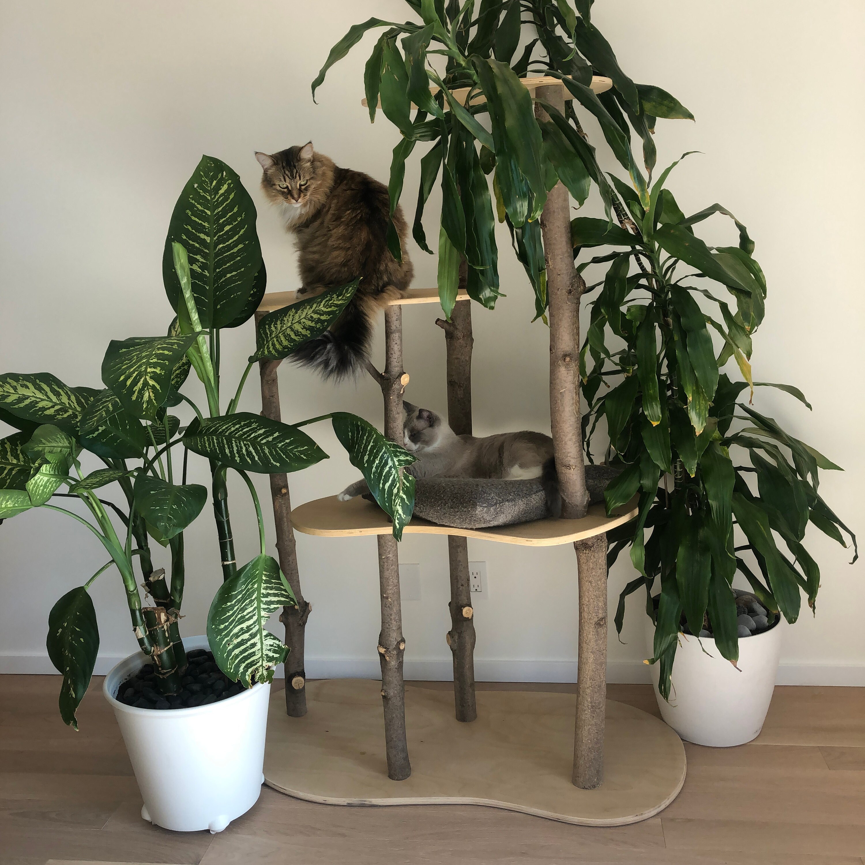 Wooden Cat Condo Unique Cat Tree Wood Cat Tree Cat Etsy Canada