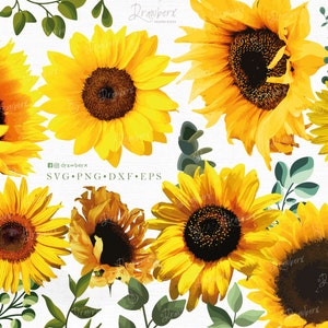 Realistic Sunflower svg bundle, sunflower images, 3d sunflower head eucalyptus digital vector, sublimation, cut file /svg,png, eps, dxf, pdf