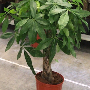 Money Tree, Pachira Aquatica, Money Tree Large live plant Nice Thick Braid, Lucky plant, average Height 35&quot; - 40&quot; Tall in 10&quot; grower&#39;s pot.