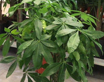 Money Tree, Pachira Aquatica, Money Tree Large live plant Nice Thick Braid, Lucky plant, average Height 35" - 40" Tall in 10" grower's pot.