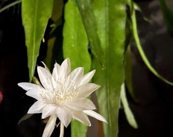Queen of the Night Cactus, Night-Blooming Epiphyllum oxypetalum, Orchid Cactus, Rooted