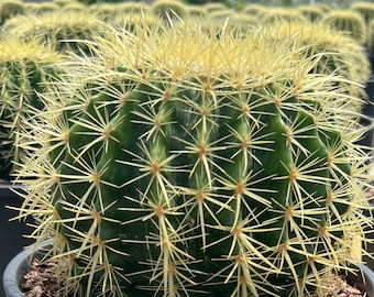Golden Barrel Cactus, Echinocactus Grusonii, succulent, live plant, Big Cactus - 8"- 9" across from needle to needle. 6.5 - 7 inches tall.