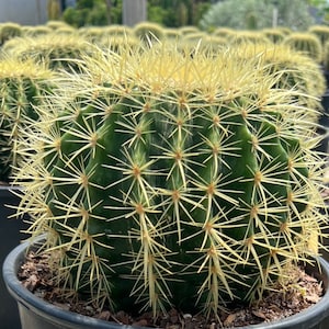 Golden Barrel Cactus, Echinocactus Grusonii, succulent, live plant, Big Cactus - 8&quot;- 9&quot; across from needle to needle. 6.5 - 7 inches tall.
