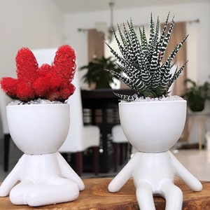 May include: Two small potted plants, a red cactus and a green and white striped succulent, are displayed in white ceramic planters shaped like sitting figures. The planters are on a wooden surface. The text "Cactus and Haworthia fasciata" is displayed below the plants.